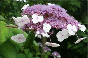 Hortensie (gidrangeya), (hydrangea)