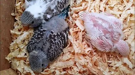 Socket pentru budgies cu mâinile lor, fotografii și clipuri video (lor) Socket pentru budgies cu mâinile lor, foto și video