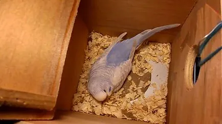 Socket pentru budgies cu mâinile lor, fotografii și clipuri video (lor) Socket pentru budgies cu mâinile lor, foto și video