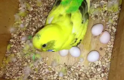 Socket pentru budgies cu mâinile lor, fotografii și video (ondulate) Socket pentru budgies cu mâinile lor, foto și video