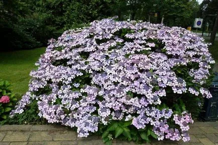 Hydrangea - descriere, tipuri, de îngrijire, de reproducție, fotografii