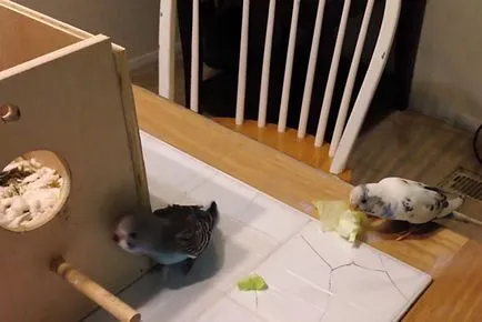 Socket pentru budgies cu mâinile lor, fotografii și video (ondulate) Socket pentru budgies cu mâinile lor, foto și video