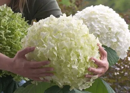 Hydrangea - descriere, tipuri, de îngrijire, de reproducție, fotografii