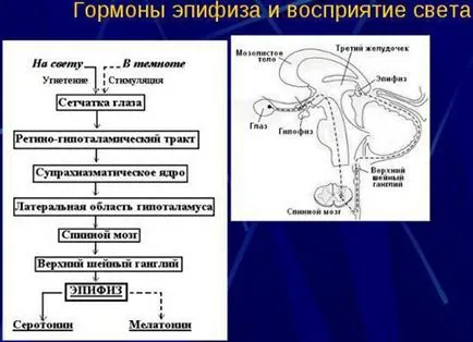 Hormonii ale glandei pineale și funcțiile sale rolul melatonina si serotonina din corp (serotonina) Hormonii glandei pineale și funcțiile sale rolul de melatonina si serotonina din organism