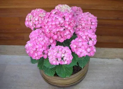 Hydrangea - descriere, tipuri, de îngrijire, de reproducție, fotografii