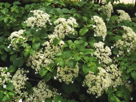Hydrangea - descriere, tipuri, de îngrijire, de reproducție, fotografii