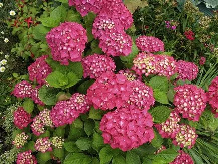 Hydrangea - descriere, tipuri, de îngrijire, de reproducție, fotografii