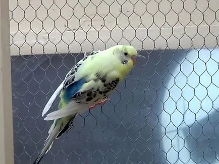 Socket pentru budgies cu mâinile lor, fotografii și video (ondulate) Socket pentru budgies cu mâinile lor, foto și video