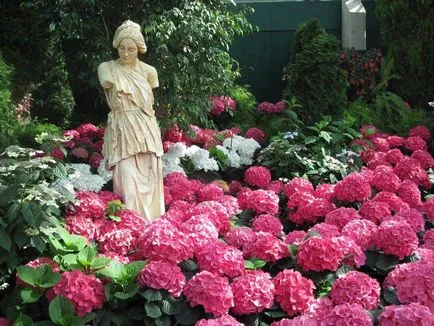 Hydrangea - descriere, tipuri, de îngrijire, de reproducție, fotografii