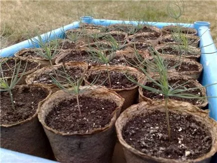 Descriere molid albastru, sfaturi de îngrijire, de plantare de semințe și butași la domiciliu
