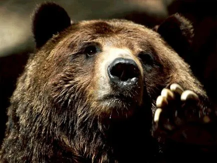 Voce urs mp3 voce maraitul urs brun (Ursus arctos) asculta gratuit online