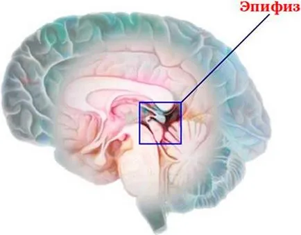 Hormonii ale glandei pineale și funcțiile sale rolul melatonina si serotonina din organism (hormoni) Hormonii glandei pineale și funcțiile sale rolul de melatonina si serotonina din organism