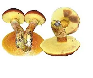 Boletus ciuperci, fotografie și descriere, o alimentație sănătoasă