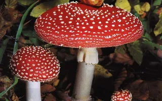 Ciuperci Amanita muscaria fotografie, descrierea și proprietățile medicinale ale acestuia tincturi