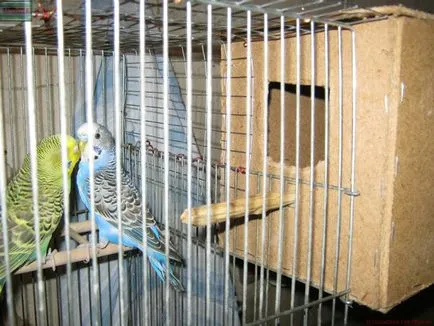 Pregătirea pentru cuib budgerigars cu mâinile lor cursuri de master detaliate