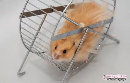 Nume pentru hamsteri