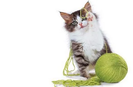 jucării Cat cu propriile lor mâini, jucării de casă pentru pisici - murkote despre pisici și pisici (pisici) jucării Cat cu propriile lor mâini, jucării de casă pentru pisici - murkote despre pisici și pisici