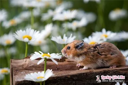 Nume pentru hamsteri