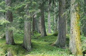Republica Ingush - Ministerul Resurselor Naturale și Mediului din România