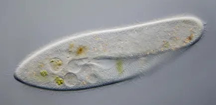 Structura caudatum Paramecium, forma corpului, habitat