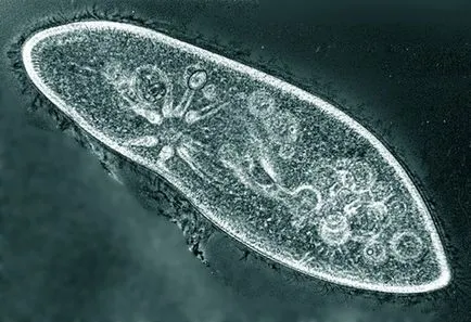 Structura caudatum Paramecium, forma corpului, habitat