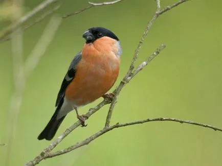 Mă întreb în cazul în care bullfinches zbura de vară