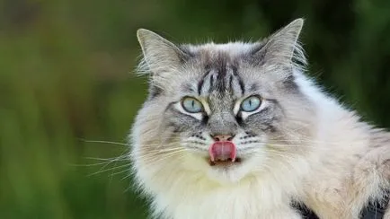 magazin pentru animale de companie online - lesa, principala (hrana uscata pentru pisici naturale (naturel)) magazin pentru animale de companie online - lesa, principalele