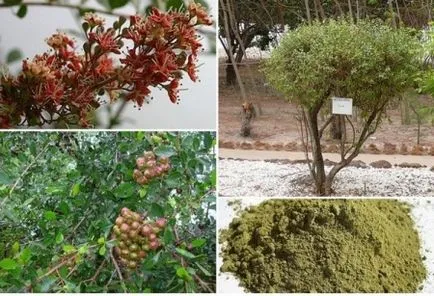 henna iranian (48 poze) Henna naturale pentru păr, indian, comentarii ce mai bine