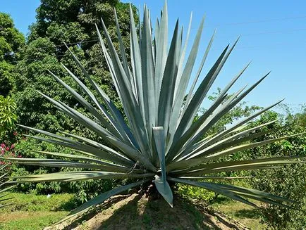 Ce este tequila și cum să-l bea decât