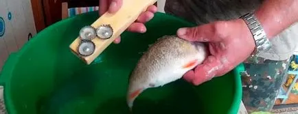Cât de repede curățat biban pe cântar, curățarea de râu și biban de mare (rapid) Cât de repede curățat biban pe cântar, curățarea de râu și biban de mare