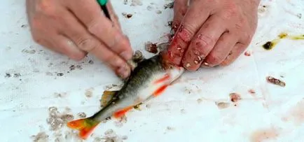 Cât de repede curățat biban pe cântar, curățarea de râu și biban de mare (rapid) Cât de repede curățat biban pe cântar, curățarea de râu și biban de mare