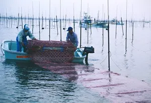 Cum poveste nori nori (Nori) Cum poveste nori nori