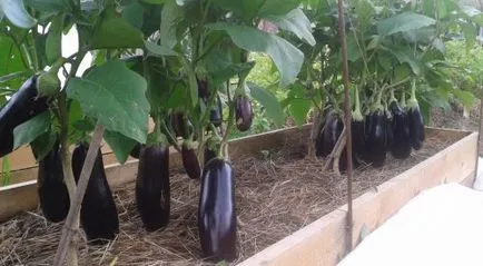 Cum de a crea vinete în creștere într-o seră și câmp deschis