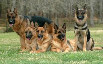 Ca furaj decât ciobanesc german pentru adulți (Shepherd) Cum și ce să se hrănească un ciobănesc german adult