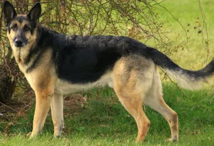 Ca furaj decât Ciobănesc german pentru adulți (hrana pentru animale) Cum și ce să se hrănească un ciobănesc german adult