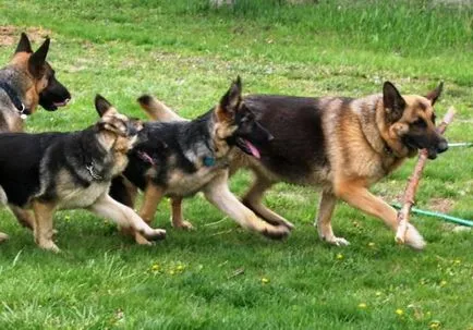 Ca furaj decât ciobanesc german pentru adulți (Shepherd) Cum și ce să se hrănească un ciobănesc german adult