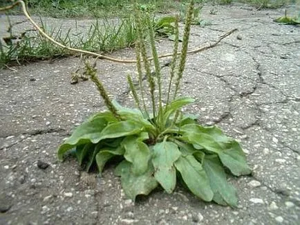 Ce plante cresc în deșert (numele și imagini)