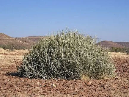 Ce plante cresc în deșert (numele și imagini)