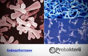Care sunt bifidobacterii și lactobacili
