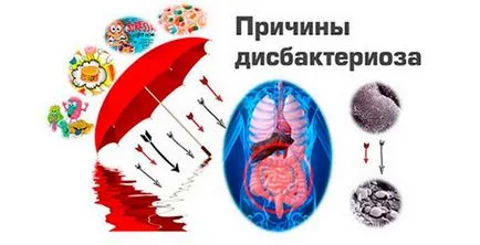 Care sunt bifidobacterii și lactobacili Care sunt bifidobacterii și lactobacili