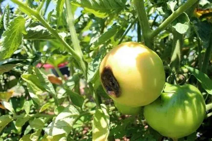 Innegresc fructe de tomate