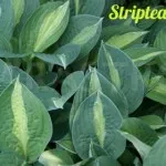 Cum și când să transplant Cyclamen, cabana