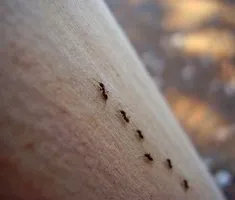 Cum sa scapi de furnici negre în casă