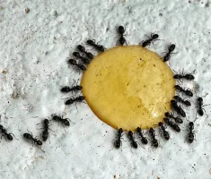 Cum sa scapi de furnici negre în casă
