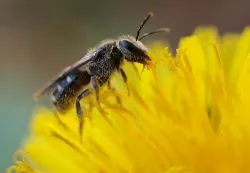 Cum sa scapi de albine pe site-ul, de cartier, protecția faunei sălbatice, care se tem de ce plante (cartier) Cum sa scapi de albine pe site-ul, de la vecini, de la protecția animalelor sălbatice, ce frica, ce plante