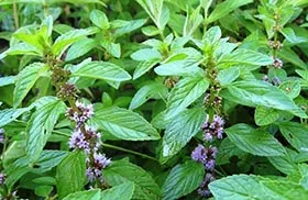 Cum de a utiliza menta pentru frumusete (masti de fata) Cum de a utiliza menta pentru frumusete