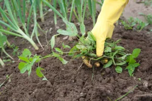 Cum de a scăpa de această buruiană în grădina de remedii populare