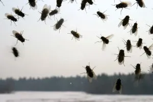 Cum să scapi de muște într-o casă de țară - cel mai bun mijloc de