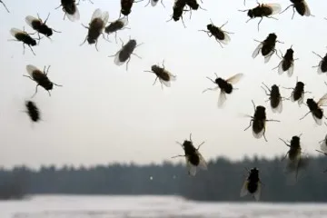 Cum să scapi de muște în căile secrete acasă, 100% de garantare!