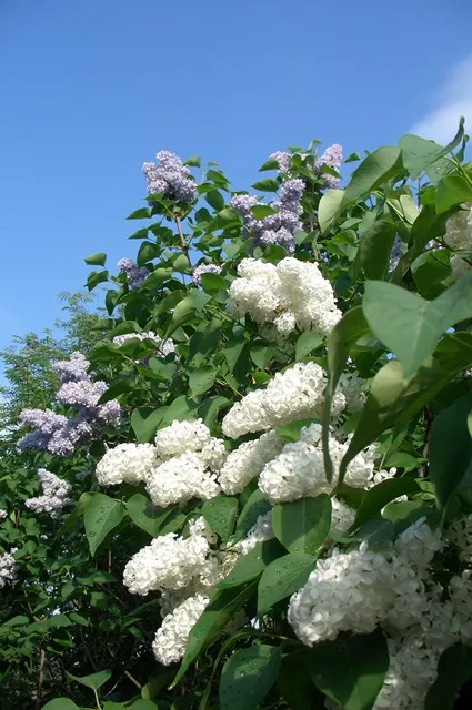Cum și când să efectueze tăierea liliac Bush este posibil să se rupă ramurile înflorite (pentru a efectua) Cum și când să efectueze tăierea liliac Bush este posibil să se rupă ramurile cu flori